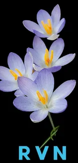 Crocus flower graphic on black background with RVN letters below it.