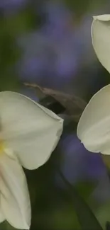 Close-up of blooming daffodils in vibrant natural colors.