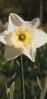 White daffodil with yellow center on a dark green background.