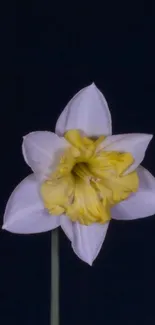 Daffodil flower with yellow center on black background mobile wallpaper.