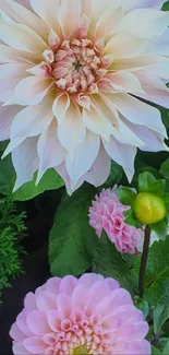 Close-up of a pink dahlia flower with green leaves.