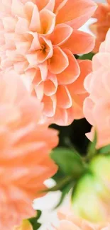 Peach dahlia flowers with soft petals in a beautiful mobile wallpaper.