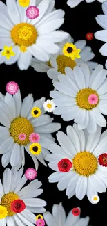 White daisy flowers on black background wallpaper.