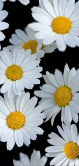 White daisy flowers with yellow centers on a black background.