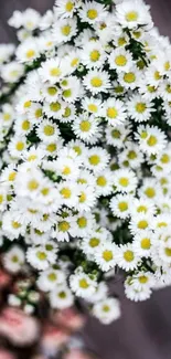 Close-up of delicate white daisies in bloom against a blurred background.