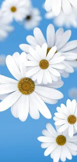 White daisies on blue background wallpaper.