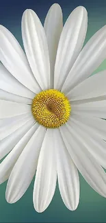 A beautiful white daisy flower with a soft gradient background.