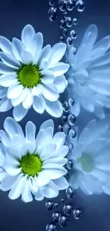 White daisies on a blue background with bubbles.