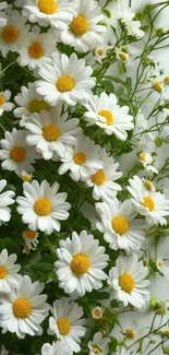 Beautiful daisy flowers with lush greenery for mobile wallpaper.