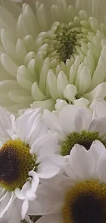 Close-up of white daisies and chrysanthemums in elegant floral wallpaper.