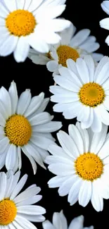 White daisy flowers on a black background wallpaper.