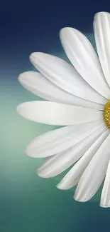 Elegant daisy flower on a gradient background.