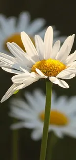 Close-up of a daisy flower with a blurred background.