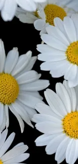 Elegant daisy flowers with white petals and yellow centers on a black background.