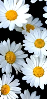 Daisy flowers with black background for mobile wallpaper.