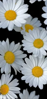 Daisy flowers with white petals and yellow centers on a black background.