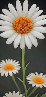 Elegant daisy blossom with white petals and orange center on black background.