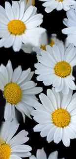 Elegant wallpaper of white daisies on a dark background with yellow centers.