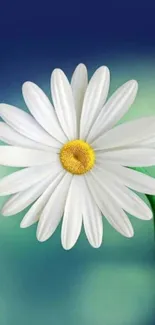 Elegant white daisy on a calming blue background.