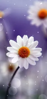 Mobile wallpaper of white daisies with purple background.