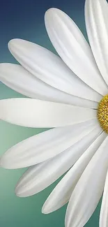 Close-up of a white daisy on a green gradient background.