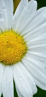 Close-up of a white daisy with a yellow center on a mobile wallpaper.