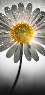 Elegant daisy with glowing petals on grayscale background.