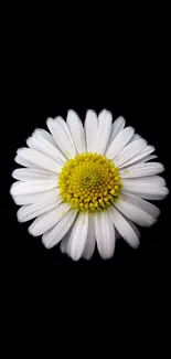 Elegant white daisy with yellow center on black background wallpaper.