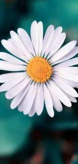 White daisy on a teal background mobile wallpaper.