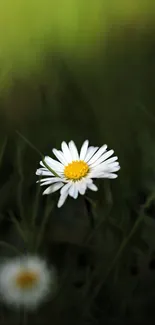 White daisy amidst green foliage, perfect nature wallpaper.