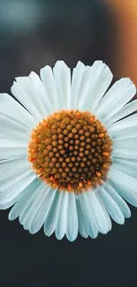 Elegant daisy with white petals on a mobile wallpaper background.