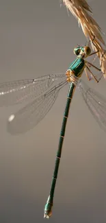 A damselfly with translucent wings perched on a twig, set against a soft brown background.