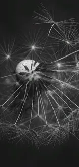 Black and white dandelion close-up wallpaper.