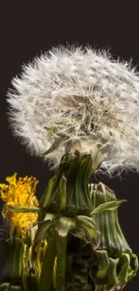 Close-up of a dandelion against a black background.