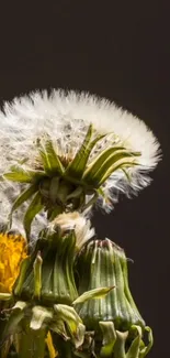 Close-up of a dandelion with vibrant detail against a dark background.