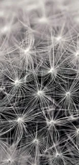 Elegant close-up of dandelion seeds in soft, light gray tones.