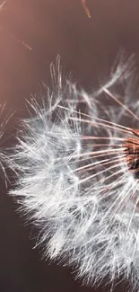 Close-up view of dandelion seeds with soft, brown hues.