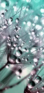 Close-up of a dandelion with dew drops and aqua tones.