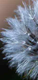 Close-up image of a fluffy dandelion with a light brown background.