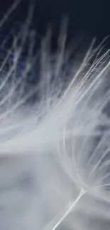 Close-up of delicate dandelion strands in soft blue-gray hues.