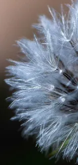 Close-up of elegant dandelion seeds on a serene, nature-themed wallpaper.