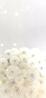 Elegant dandelion cluster mobile wallpaper with a soft, minimalistic design.