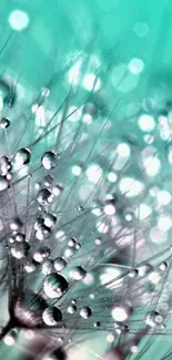 Close-up of dandelion seeds with dew drops on a teal background.