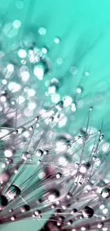 Close-up of a dandelion with dew, in aquamarine tones.