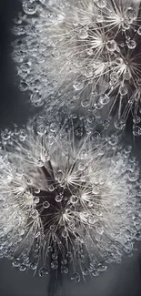 Dew-covered dandelions in an elegant, serene mobile wallpaper design.