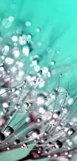 Close-up of dewdrops on dandelion seeds with turquoise background.