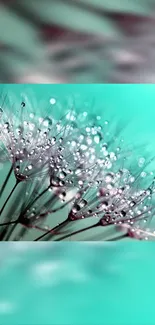 Elegant dandelion with droplets on a teal background for mobile wallpaper.