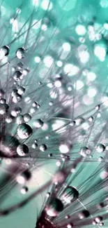 Dandelion seeds with water droplets in a teal and purple macro close-up.