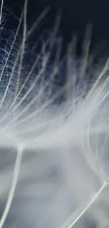 Close-up of delicate dandelion seeds in soft gray tones.