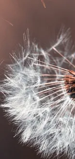 Close-up of a dandelion with delicate seeds on a soft brown background.